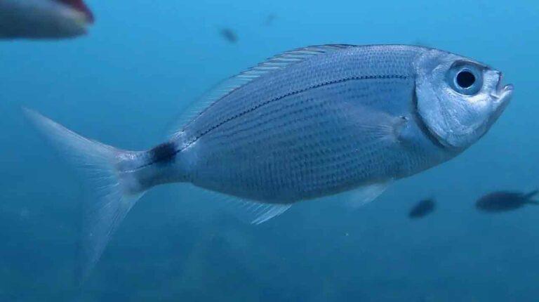 oblada