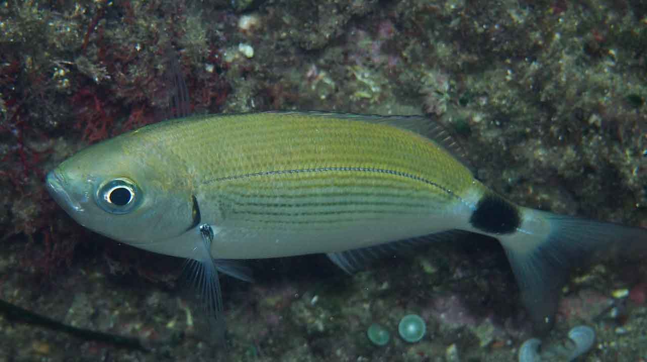 pesca de la Oblada melanura en fondo rocoso