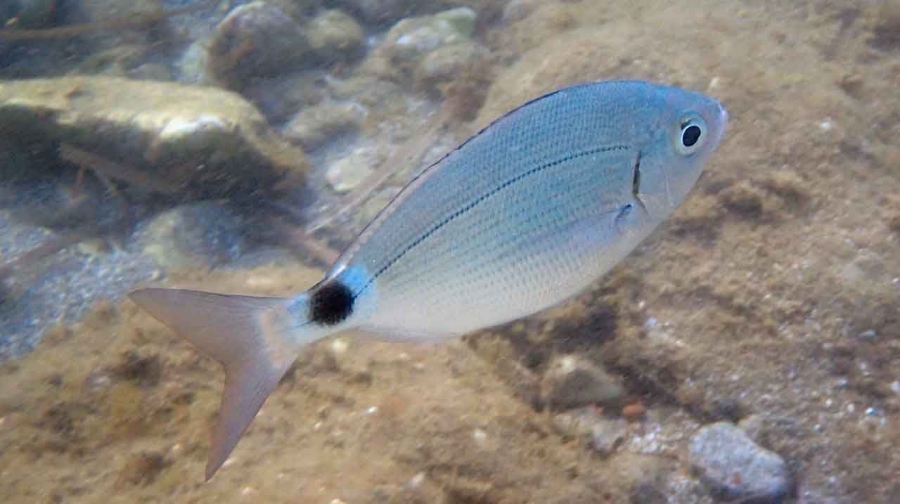 Oblada melanura nadando en fondo mixto cerca de costa
