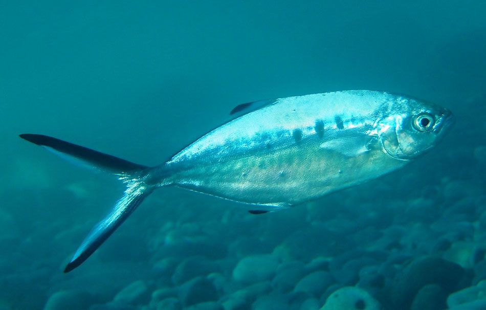 palometa-nadando-en-aguas-claras