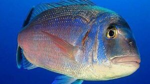 pargo