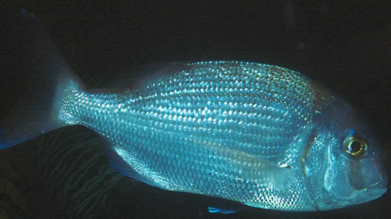 pargo adulto patrullando bajo rocoso mediterráneo