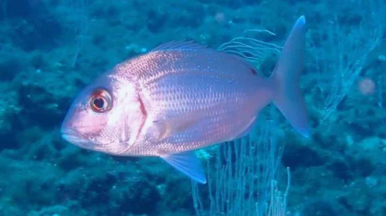 pargo mediterráneo Pagrus pagrus nadando sobre fondo rocoso profundo