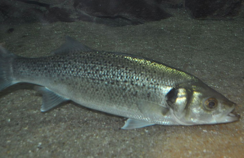 pesca de la baila