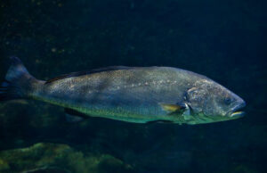 pesca-de-la-corvina