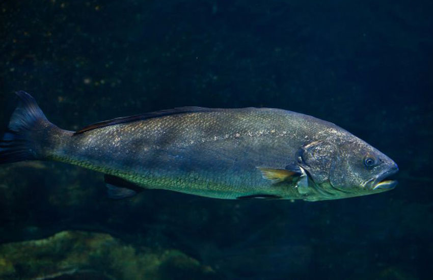 pesca de la corvina