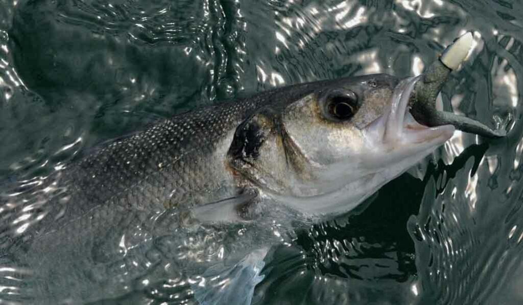 pesca-de--lubina-desde-embarcación