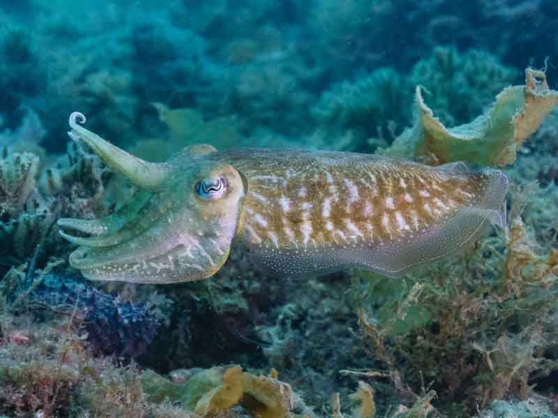 pesca-de-sepia-al-eging-en-fondo-de-roca