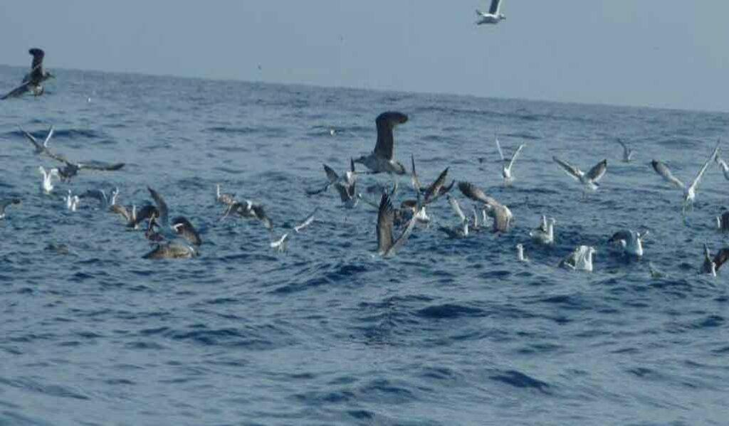 pesca-desde-embarcación-en-pajarera
