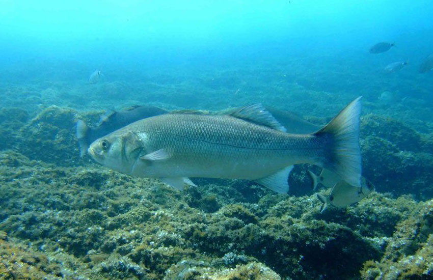 pesca recreativa de la lubina