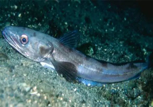 merluza Merluccius merluccius en pesca recreativa desde embarcacion
