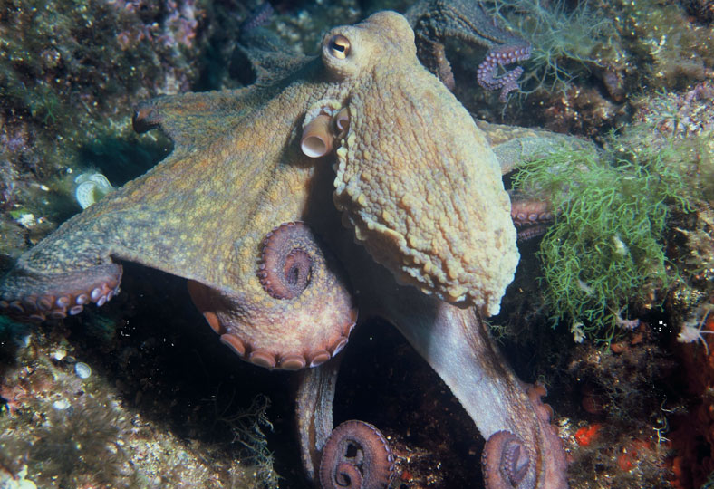 pulpo Octopus vulgaris