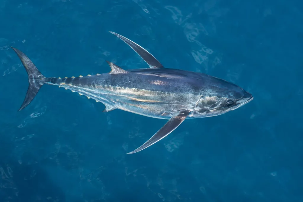 regulación pesca del bonito del norte