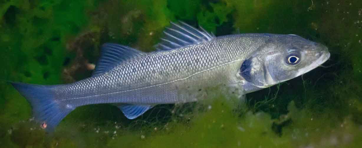 depredadores costeros en pesca recreativa