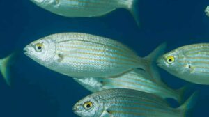 salema