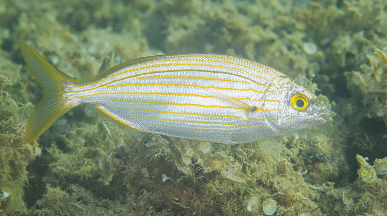 salema Sarpa salpa nadando cerca de la costa