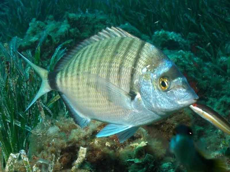 sargo-común-a-rockfishing