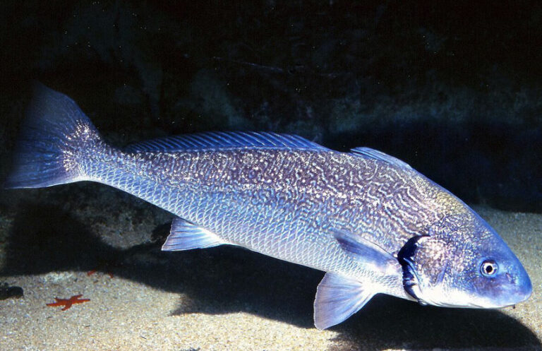 verrugato-(Umbrina-cirrosa)